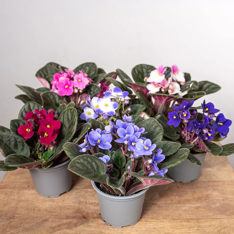 Fiołek amerykański- jak dbać?