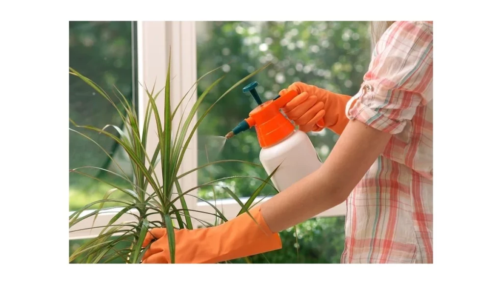 Jak dbać o rośliny doniczkowe?