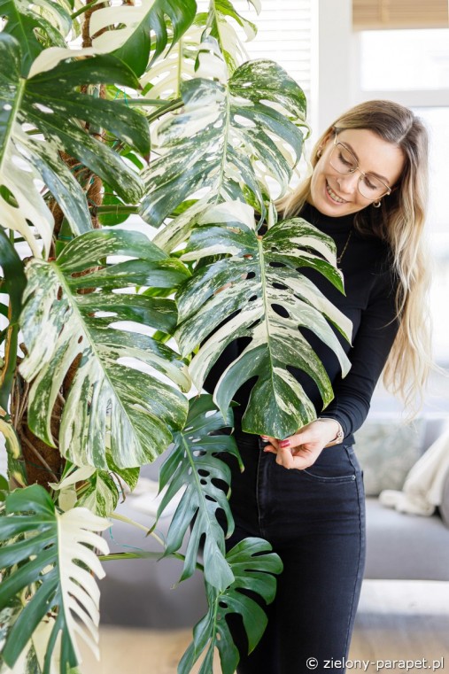 Monstera-must have w twoim domu